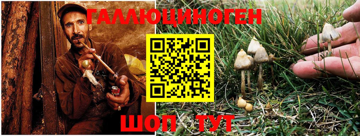 Псилоцибиновые грибы Psilocybe  Вход с VPN  Саров 